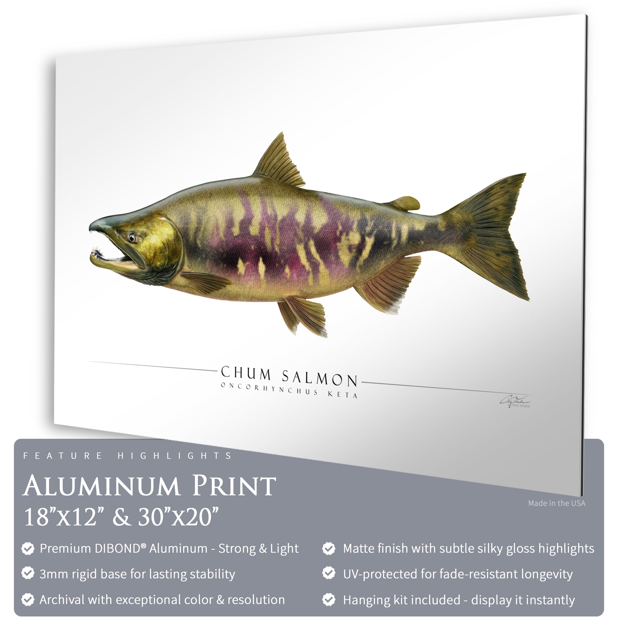 Chum Salmon - Side View