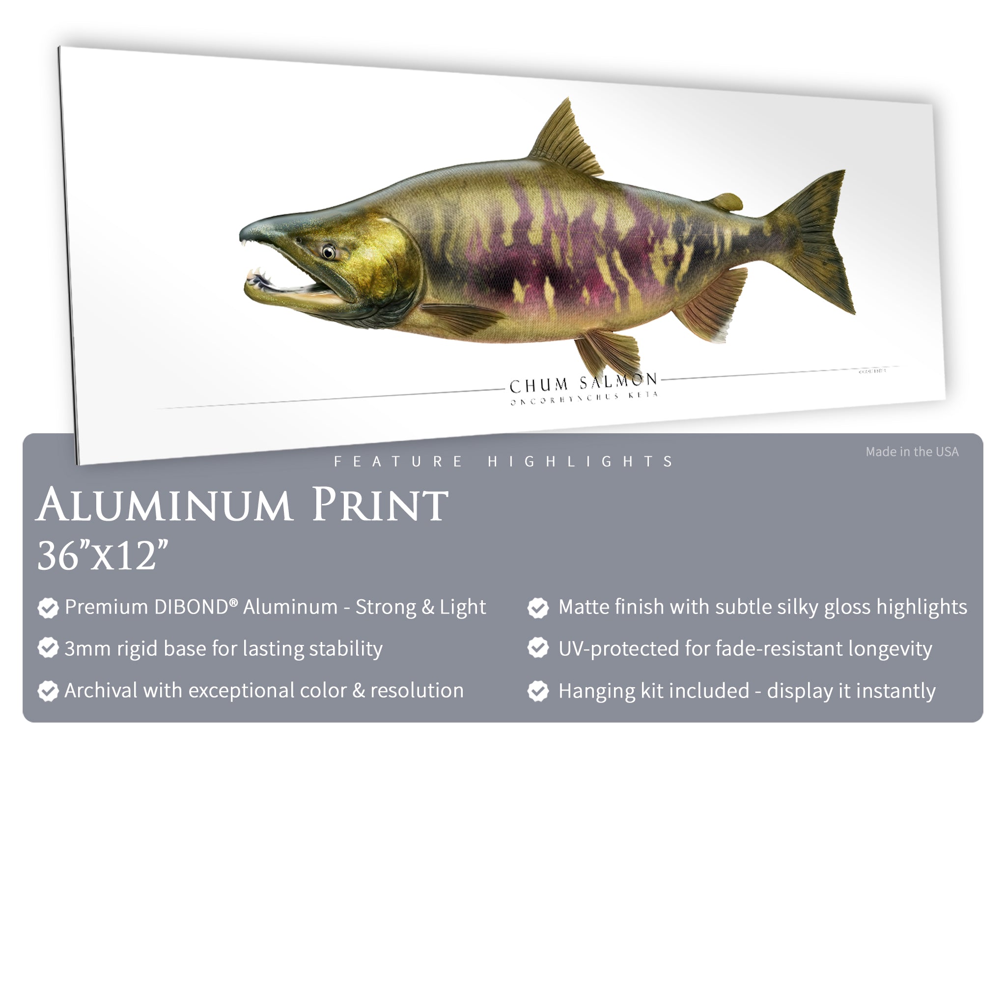 Chum Salmon - Side View