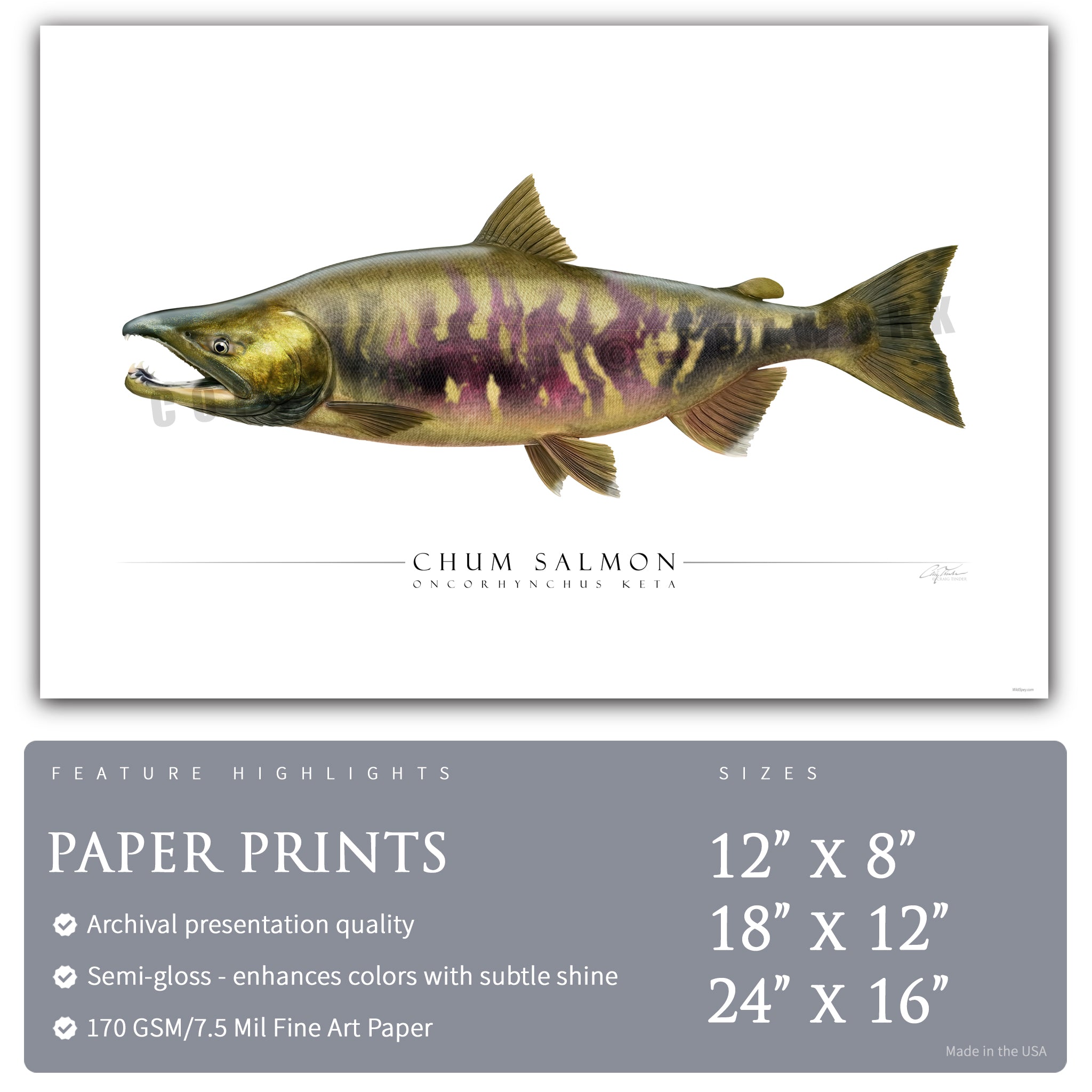 Chum Salmon - Side View