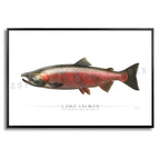 Coho Salmon (Spawning) - Side View