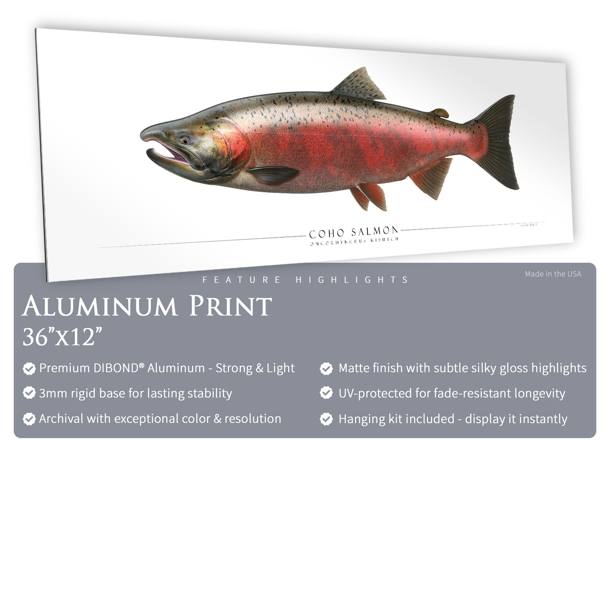 Coho Salmon (Spawning) - Side View