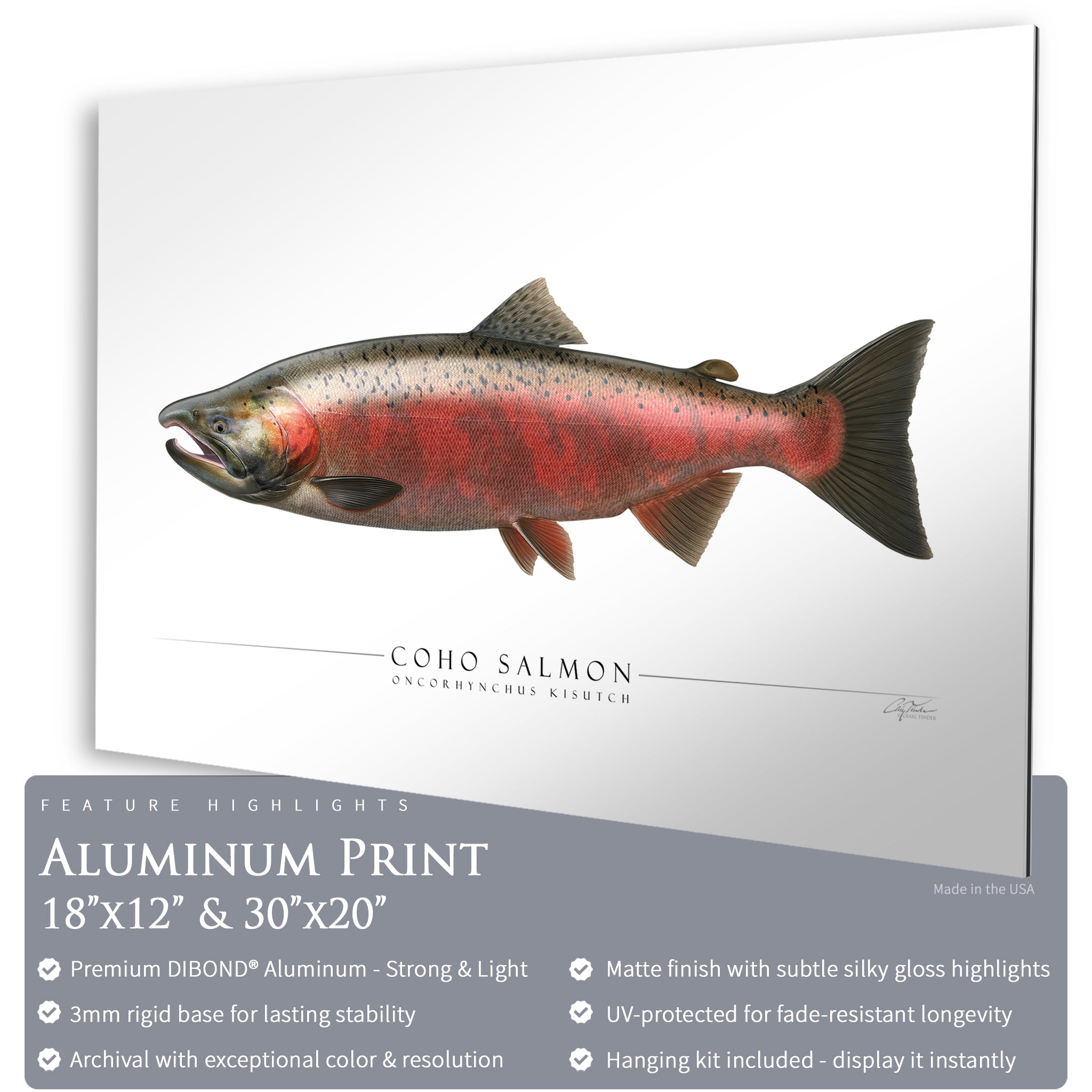 Coho Salmon (Spawning) - Side View