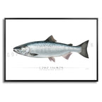 Coho Salmon - Side View