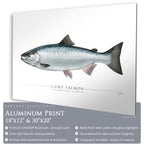 Coho Salmon - Side View