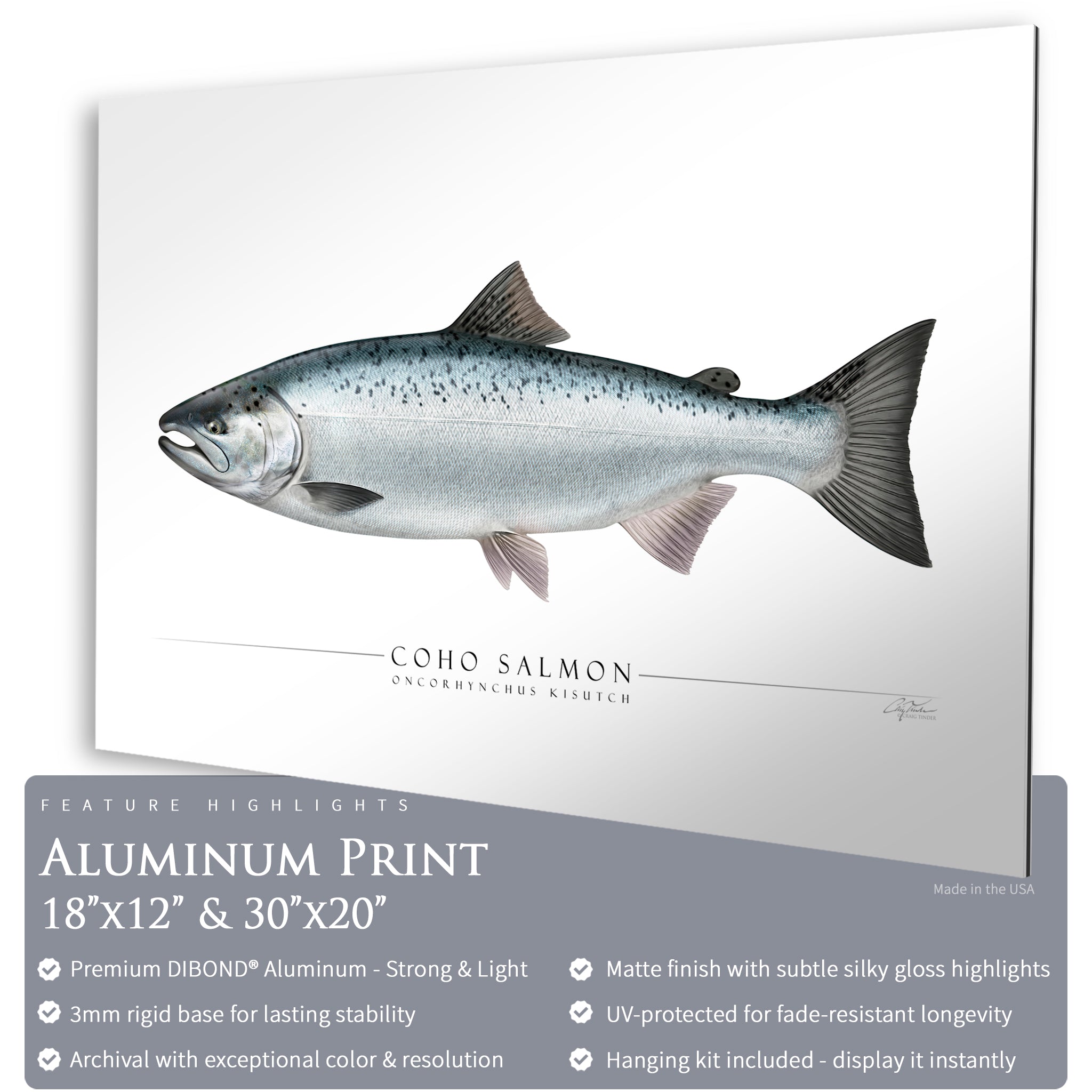 Coho Salmon - Side View