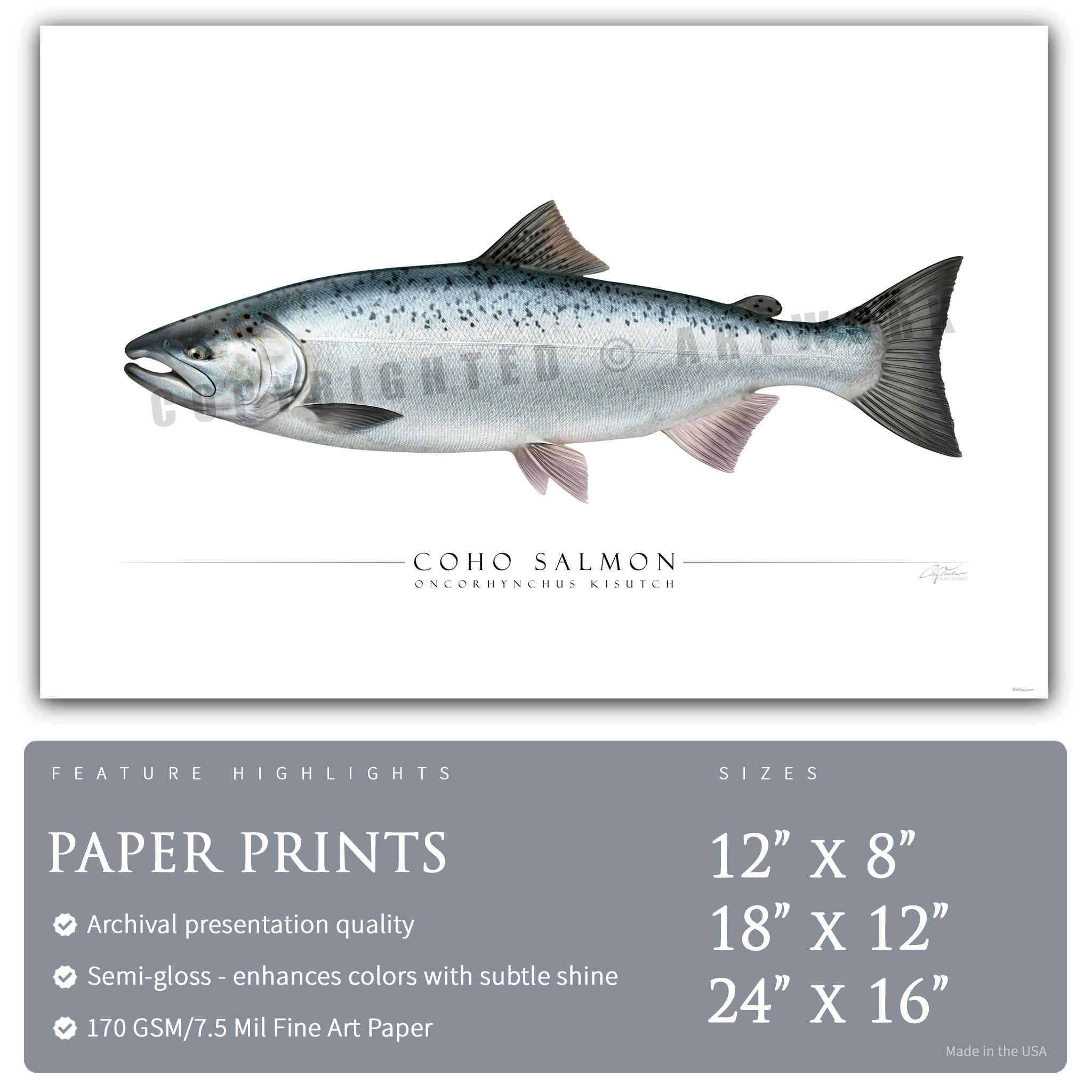 Coho Salmon - Side View