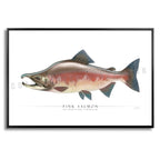 Pink Salmon - Side View