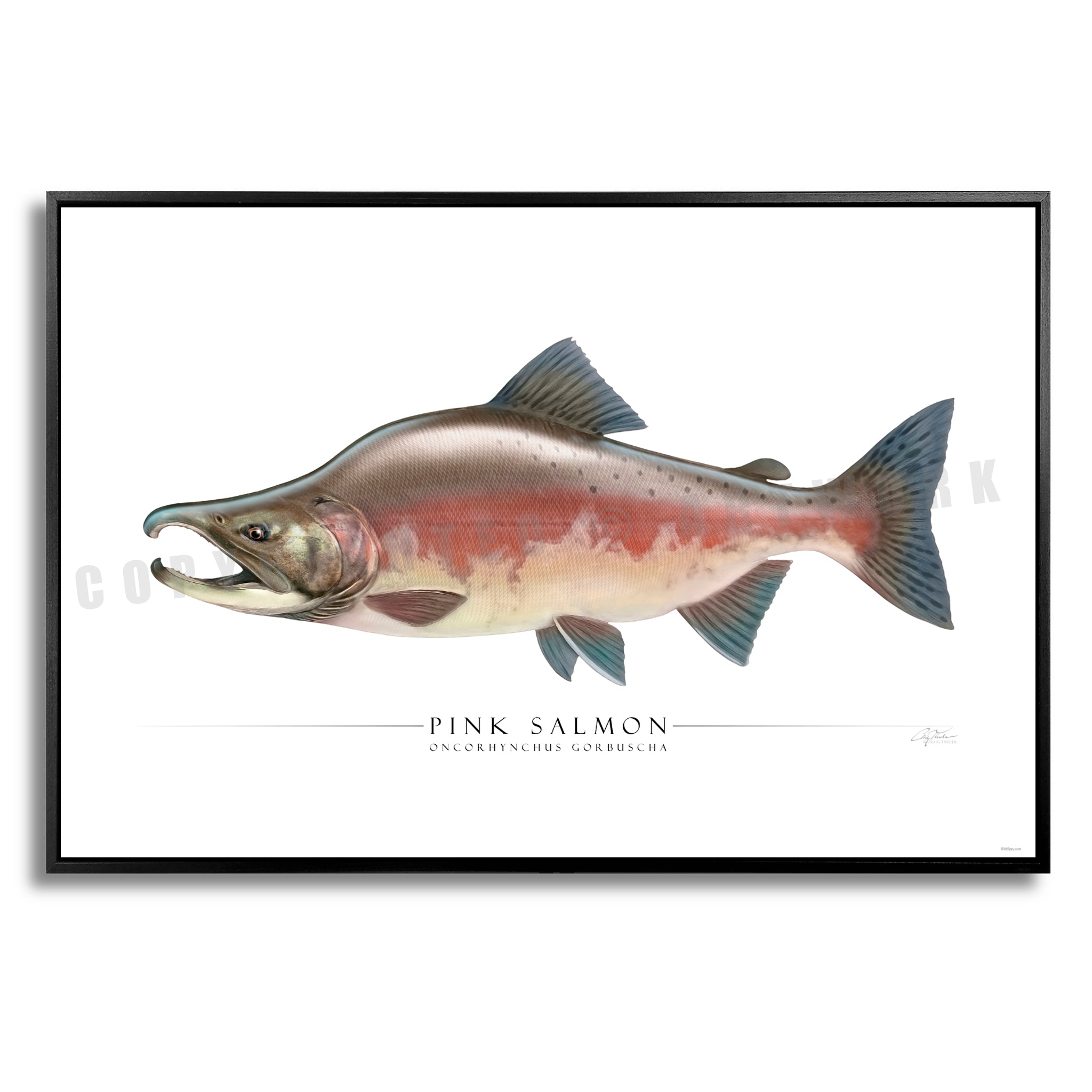 Pink Salmon - Side View