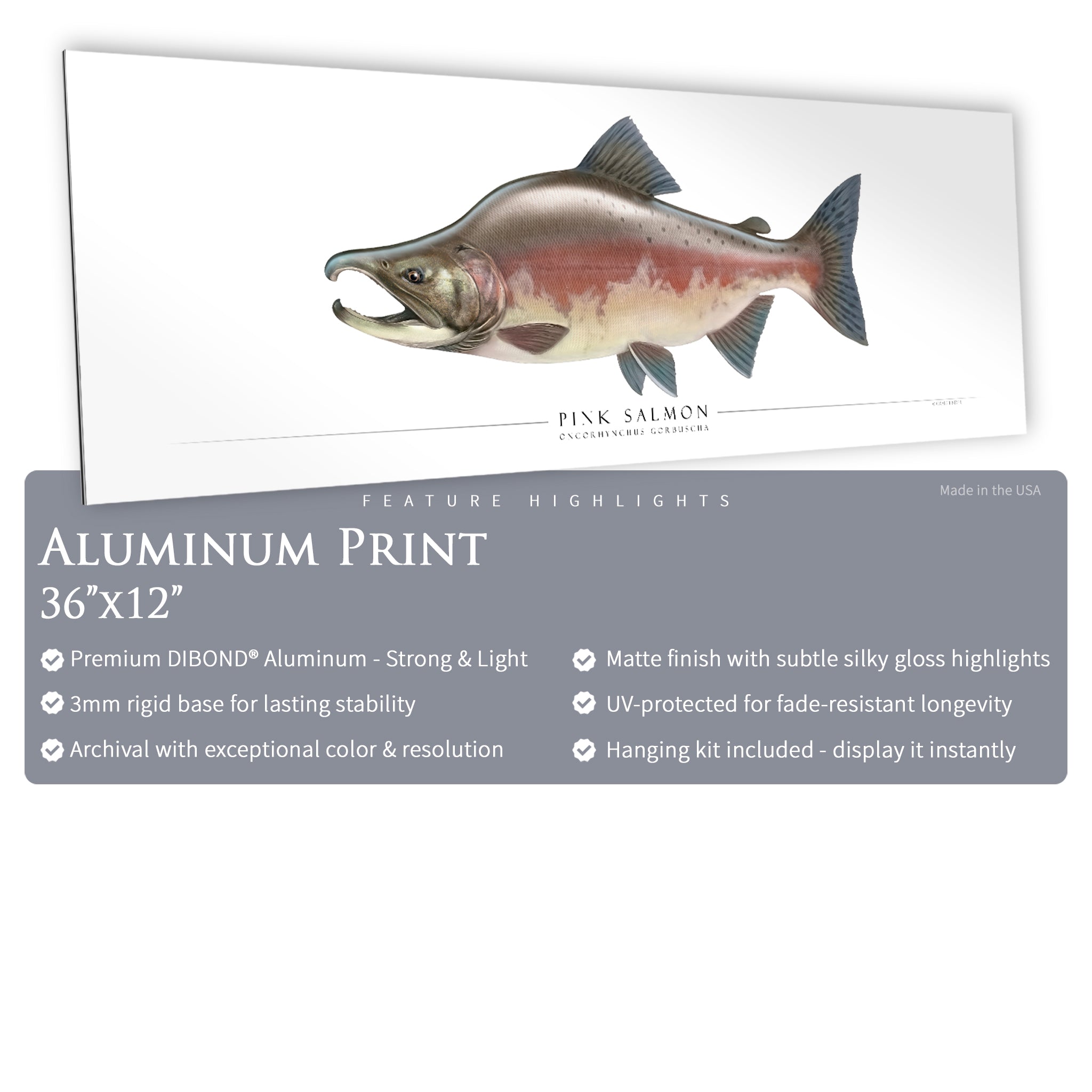 Pink Salmon - Side View