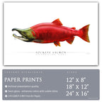 Sockeye Salmon - Side View
