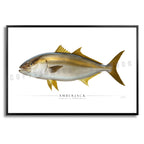 Amberjack - Side View
