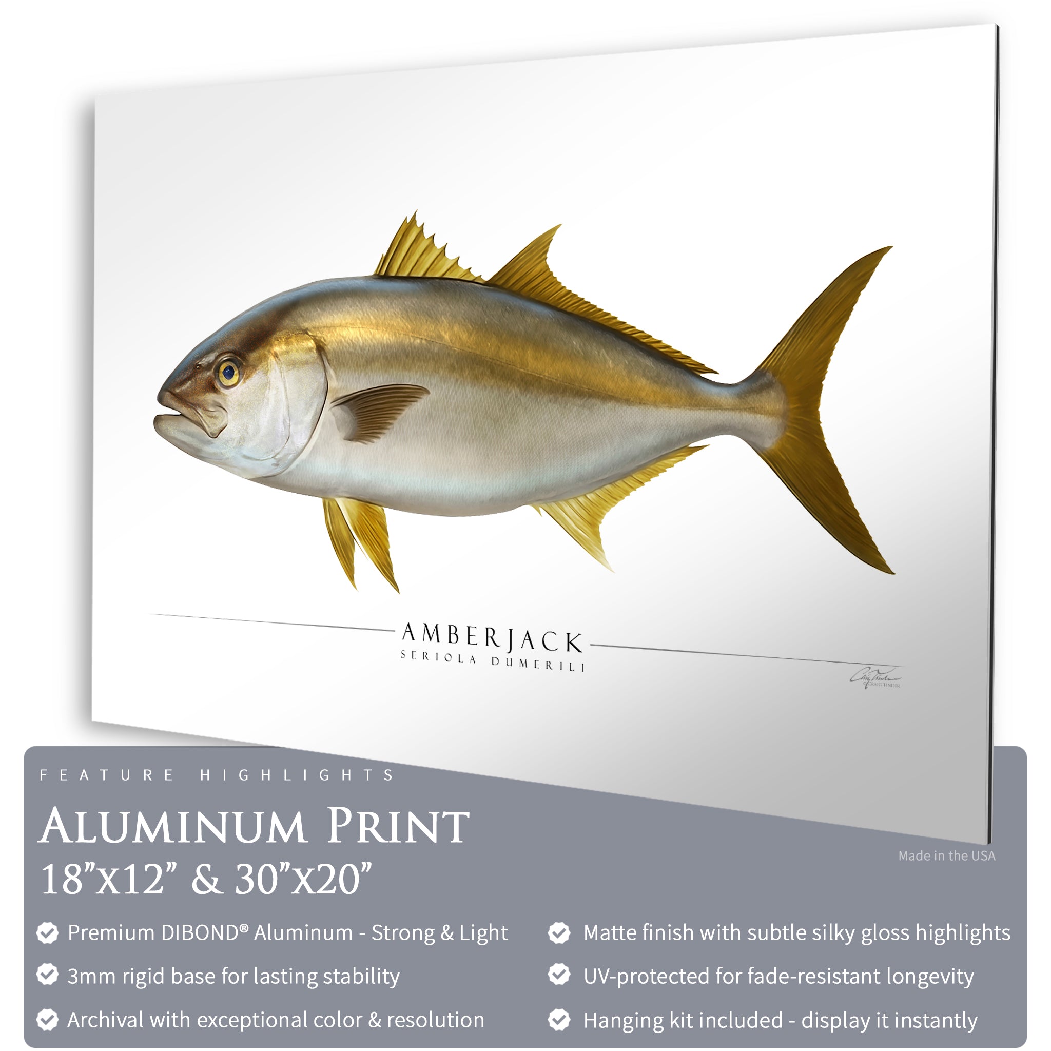 Amberjack - Side View