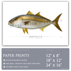 Amberjack - Side View