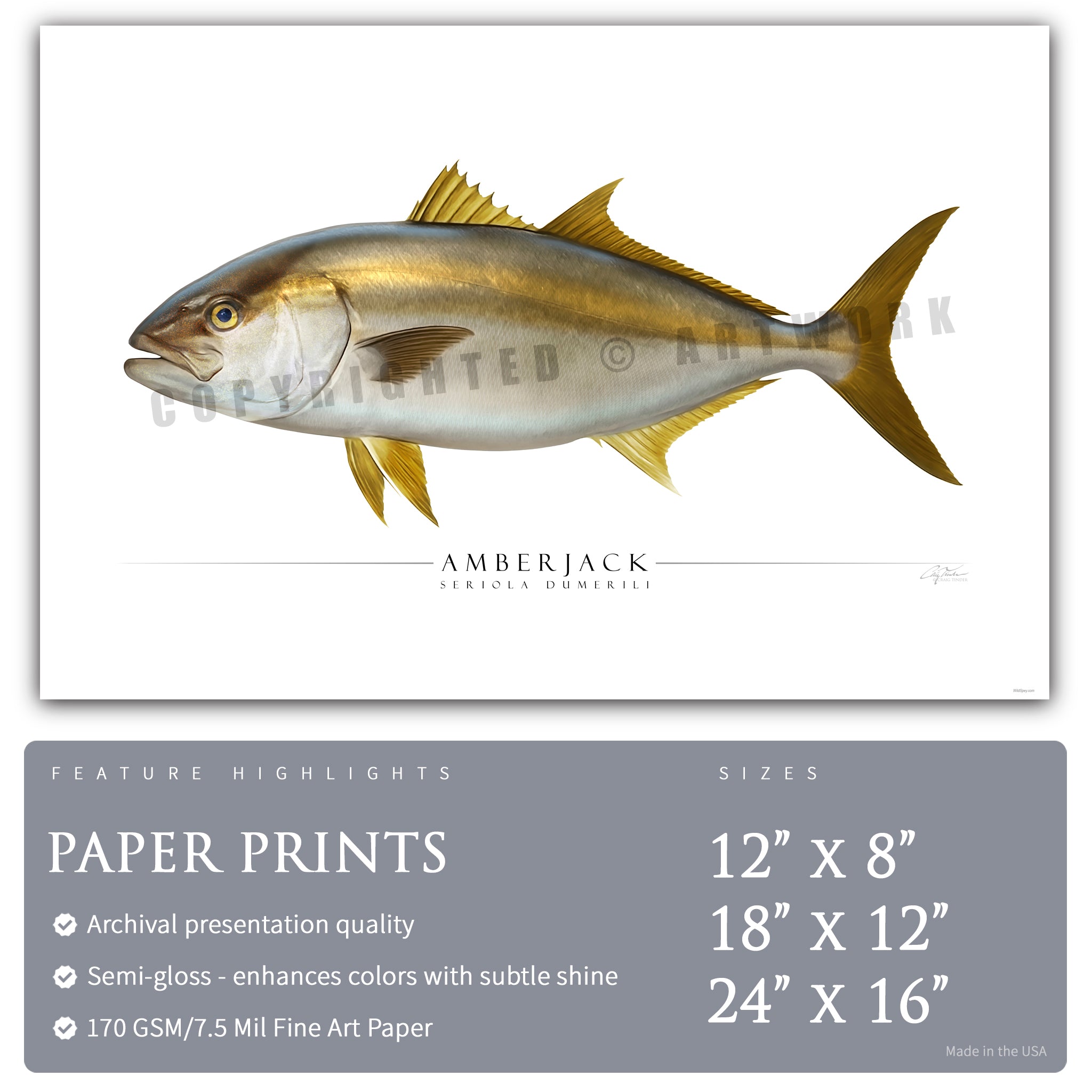 Amberjack - Side View