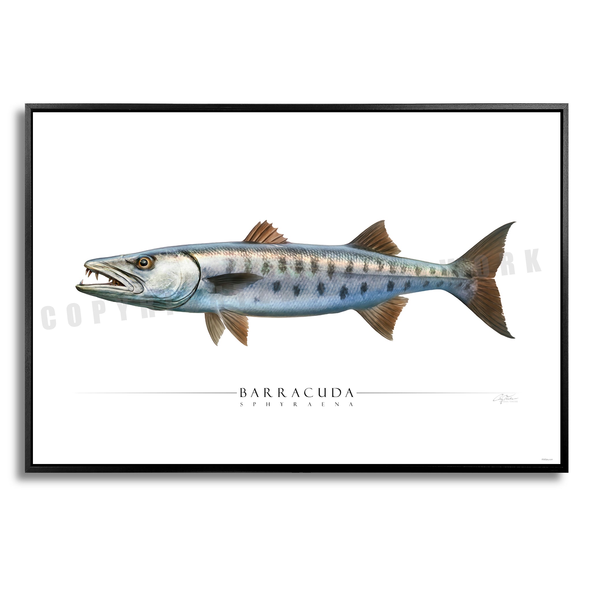 Barracuda - Side View