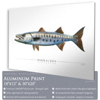 Barracuda - Side View