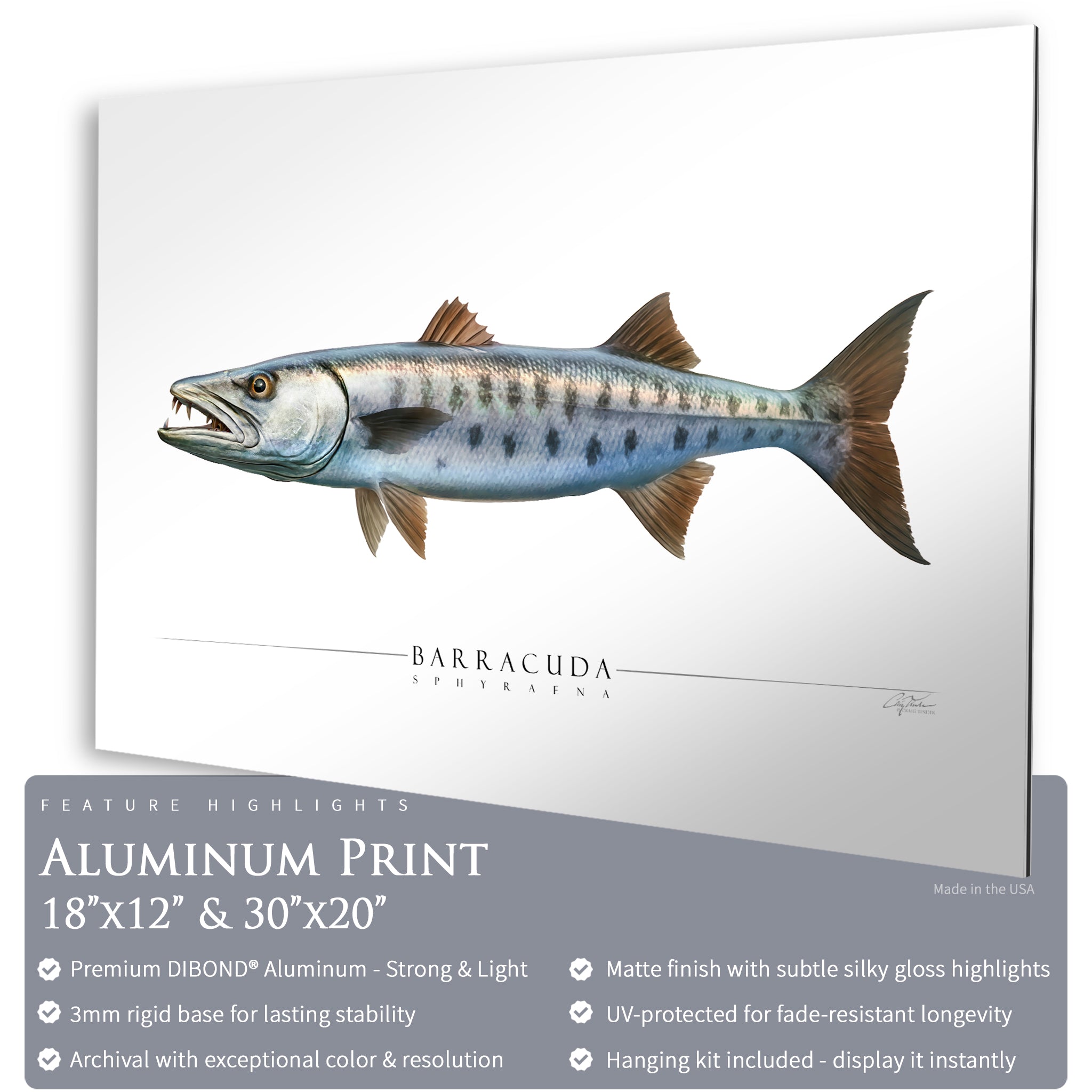 Barracuda - Side View