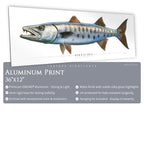 Barracuda - Side View