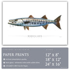 Barracuda - Side View