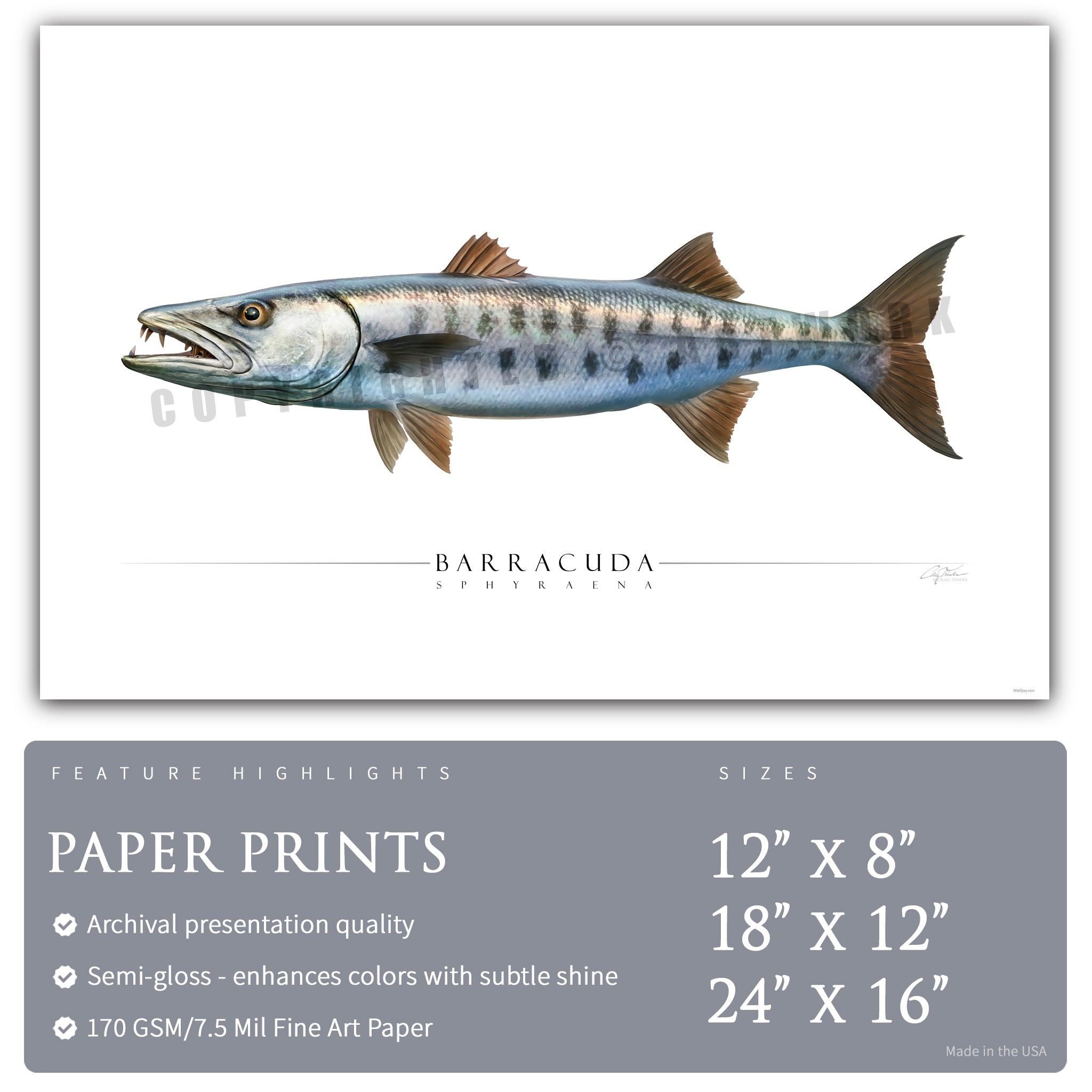 Barracuda - Side View