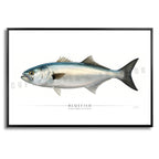 Bluefish - Side View