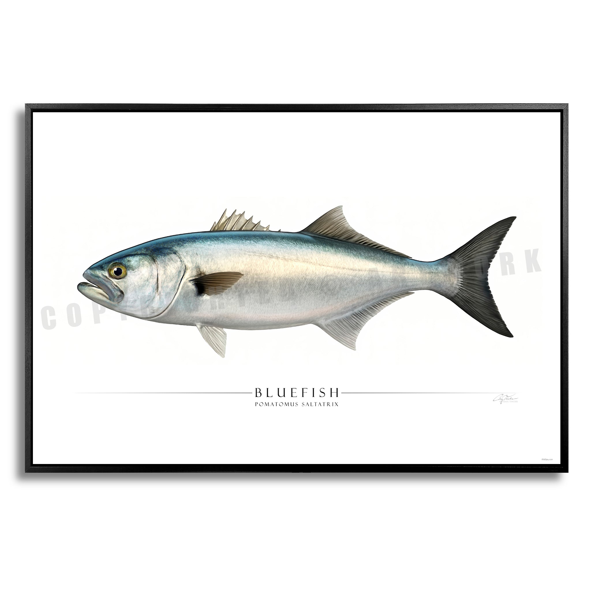 Bluefish - Side View