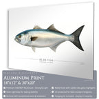 Bluefish - Side View