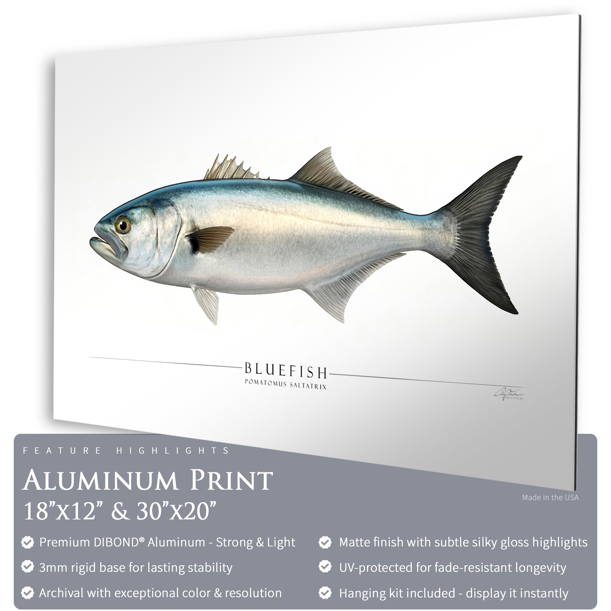 Bluefish - Side View