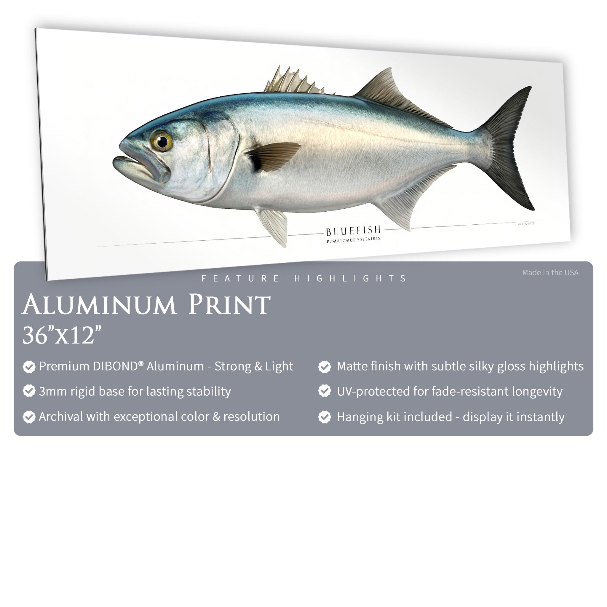 Bluefish - Side View