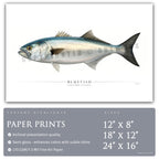 Bluefish - Side View