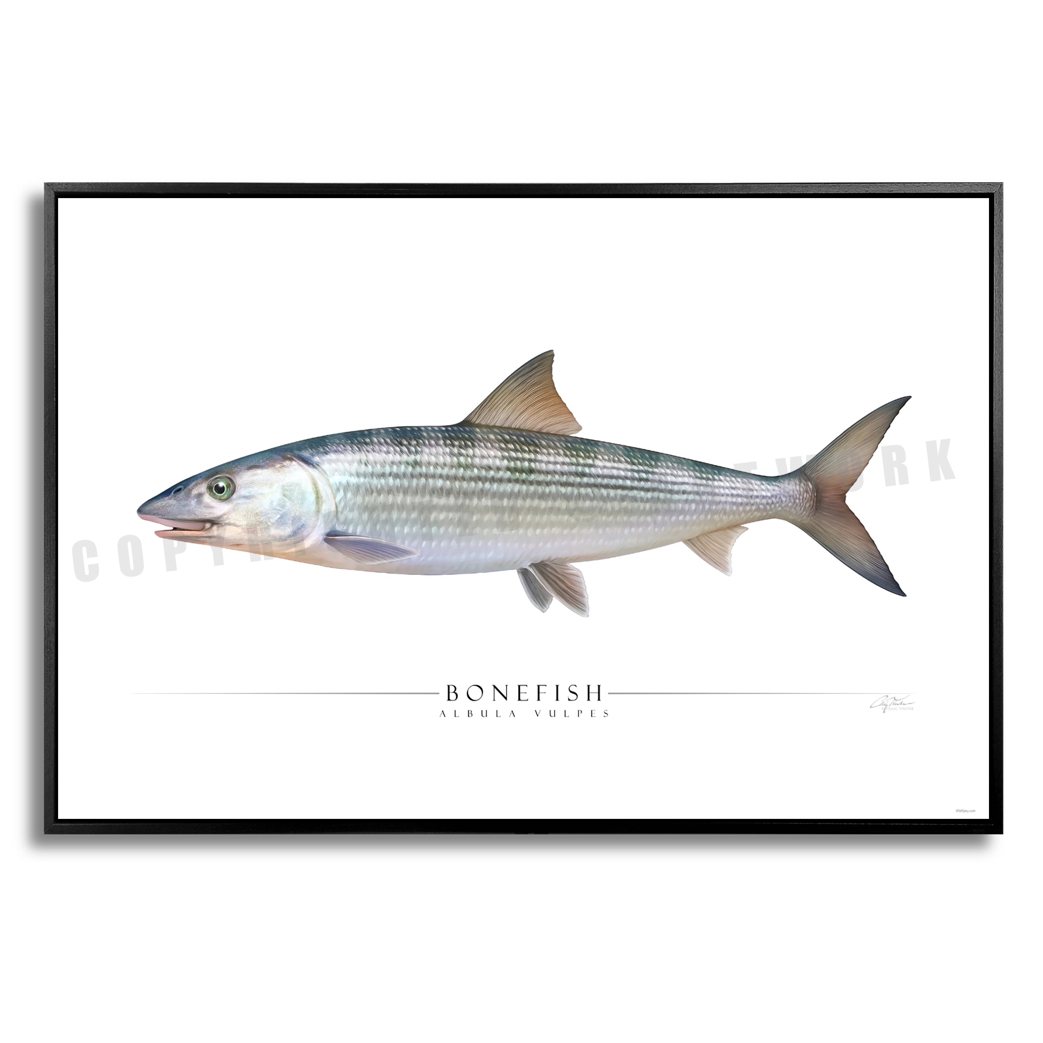 Bonefish - Side View