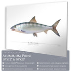 Bonefish - Side View