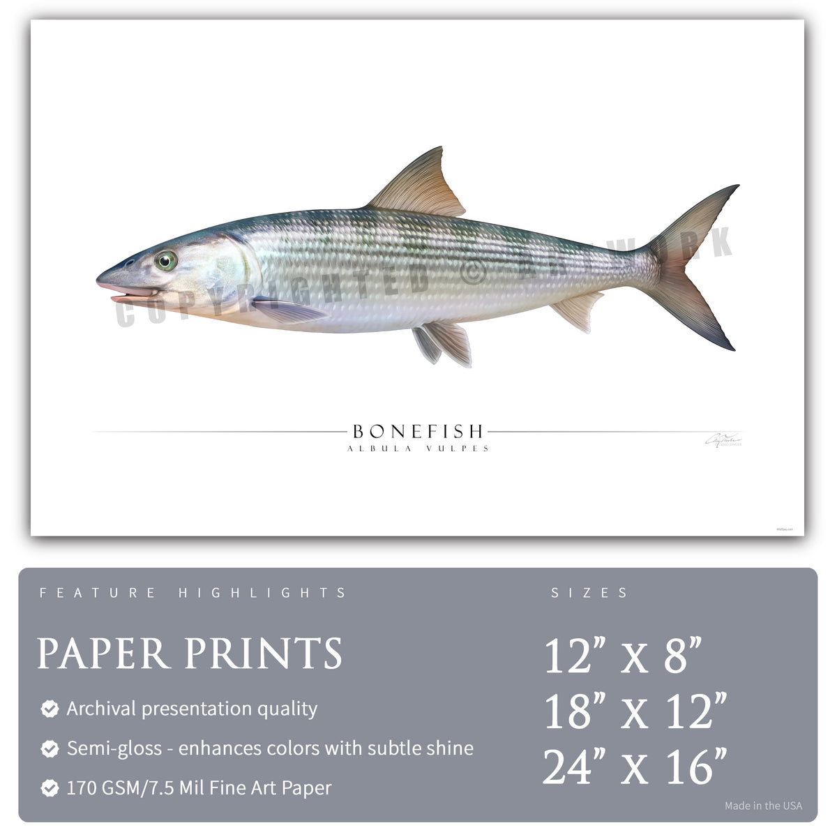 Bonefish Labchart Bonefish - Side View – Wild Spey