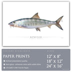 Bonefish - Side View