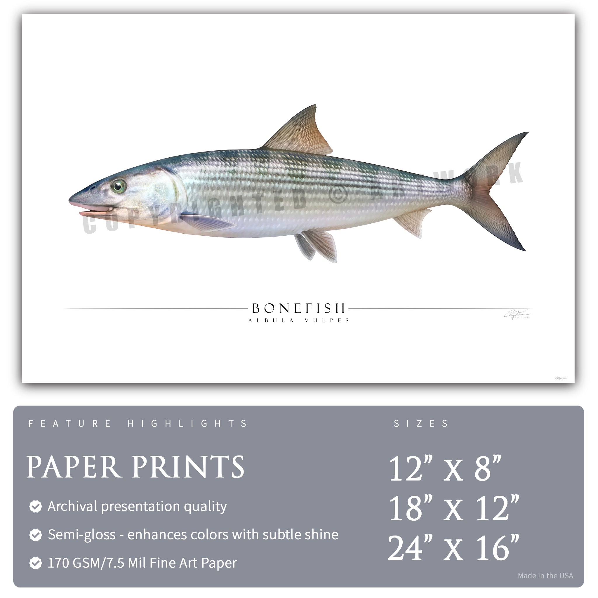 Bonefish - Side View