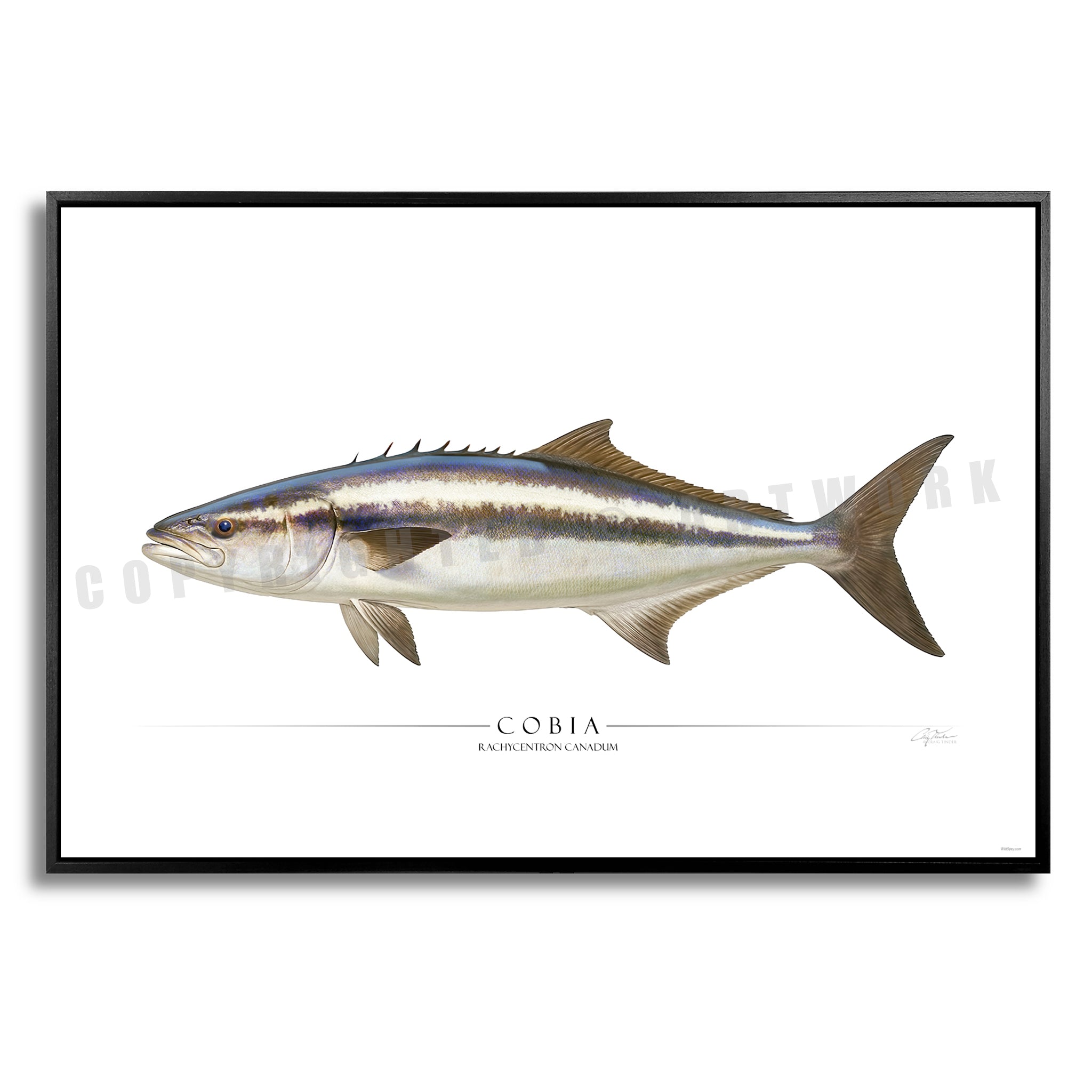 Cobia - Side View