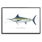 Blue Marlin - Side View