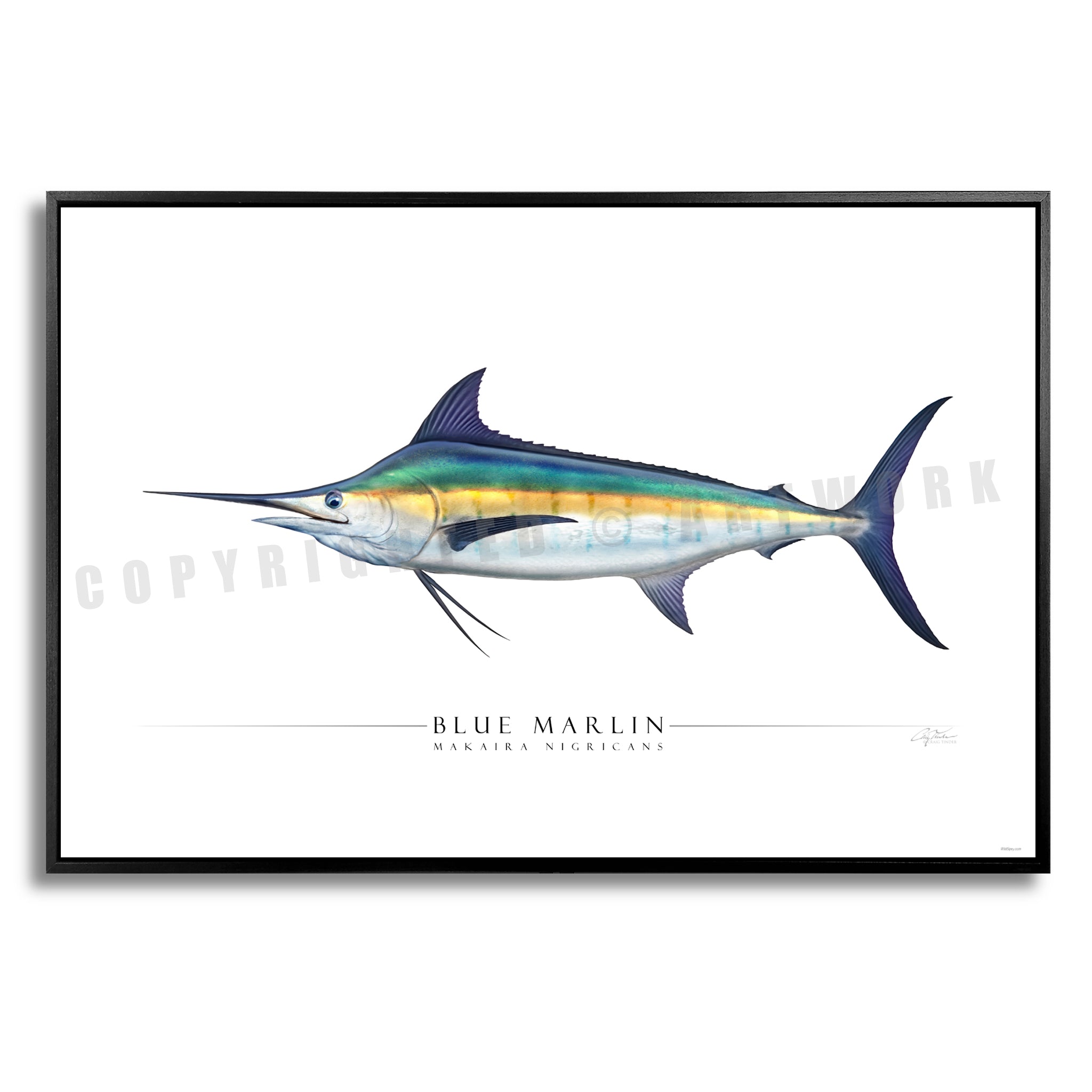 Blue Marlin - Side View