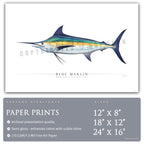 Blue Marlin - Side View