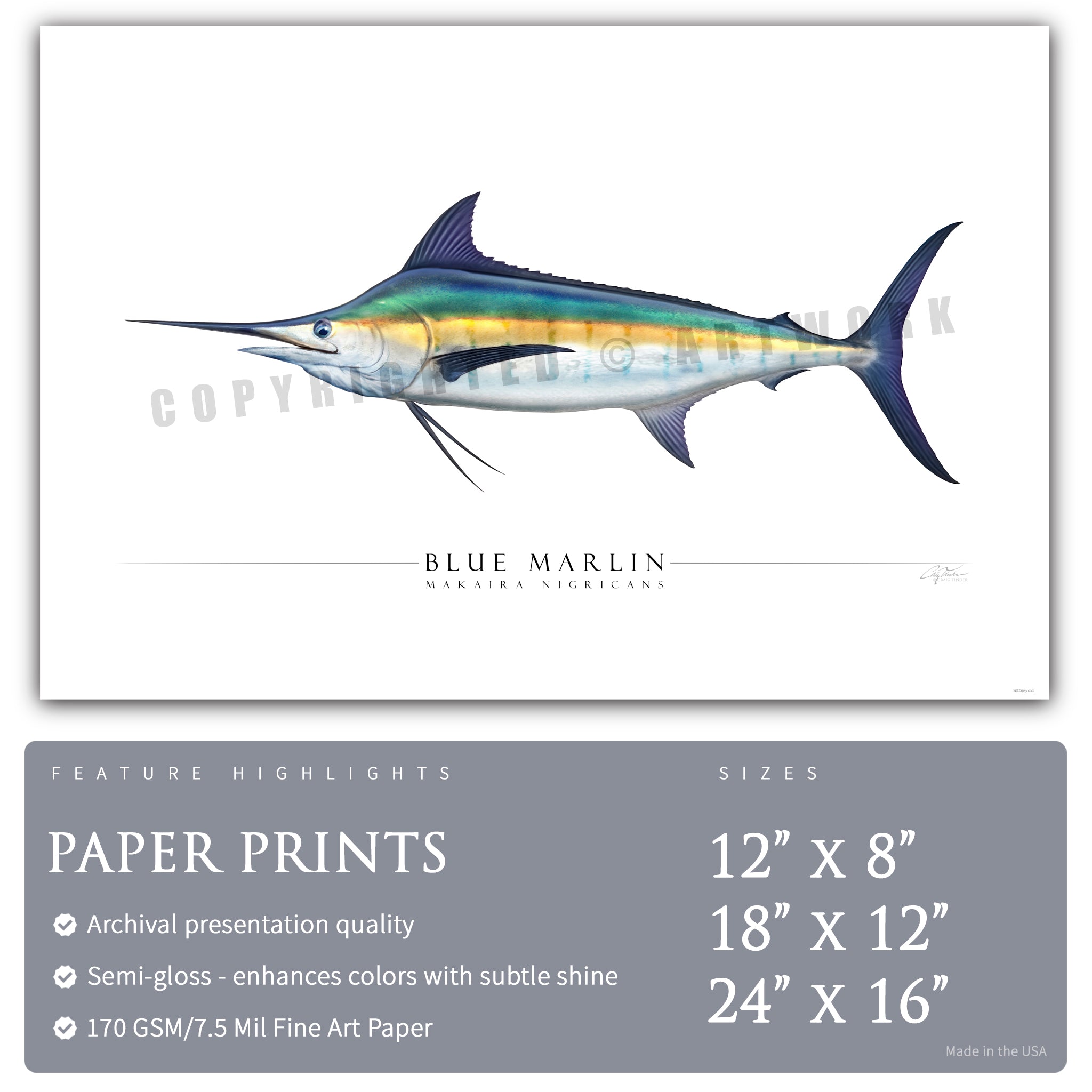 Blue Marlin - Side View