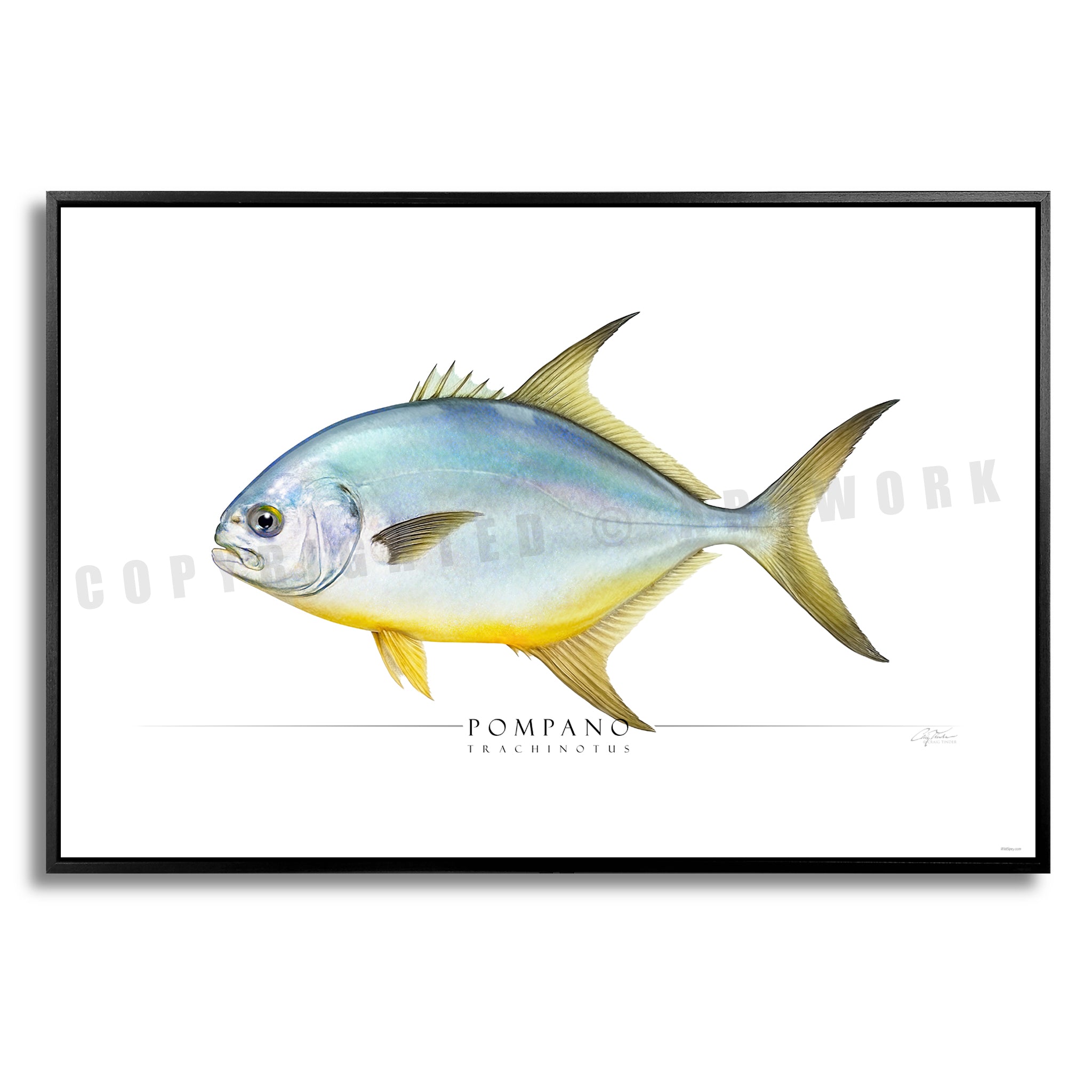 Pompano - Side View