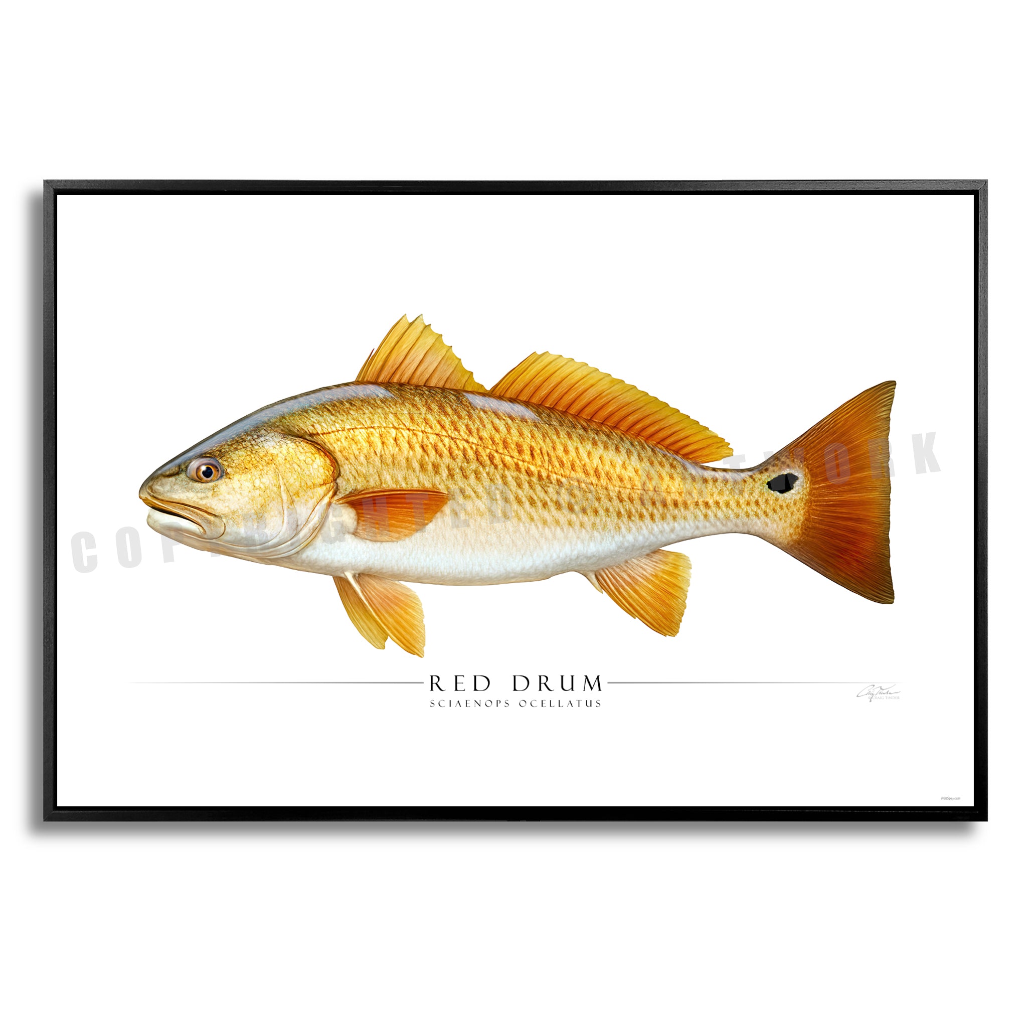 Red Drum - Side View