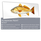 Red Drum - Side View