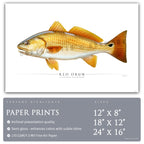 Red Drum - Side View