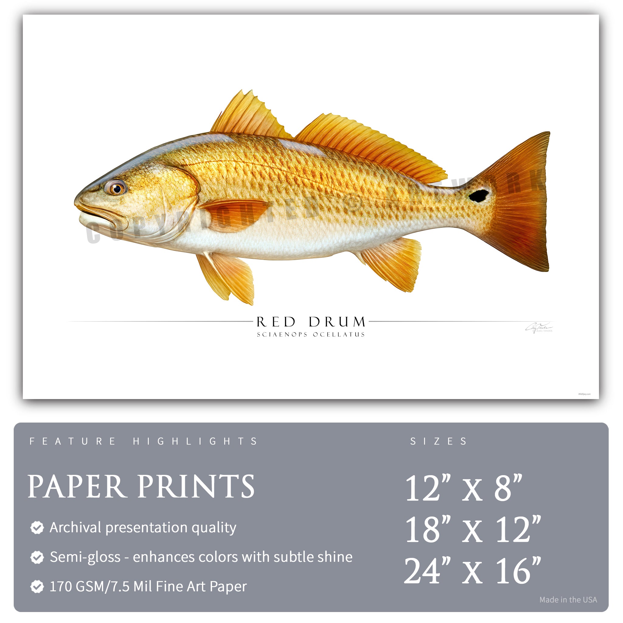 Red Drum - Side View