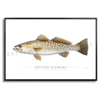 Spotted Seatrout - Side View
