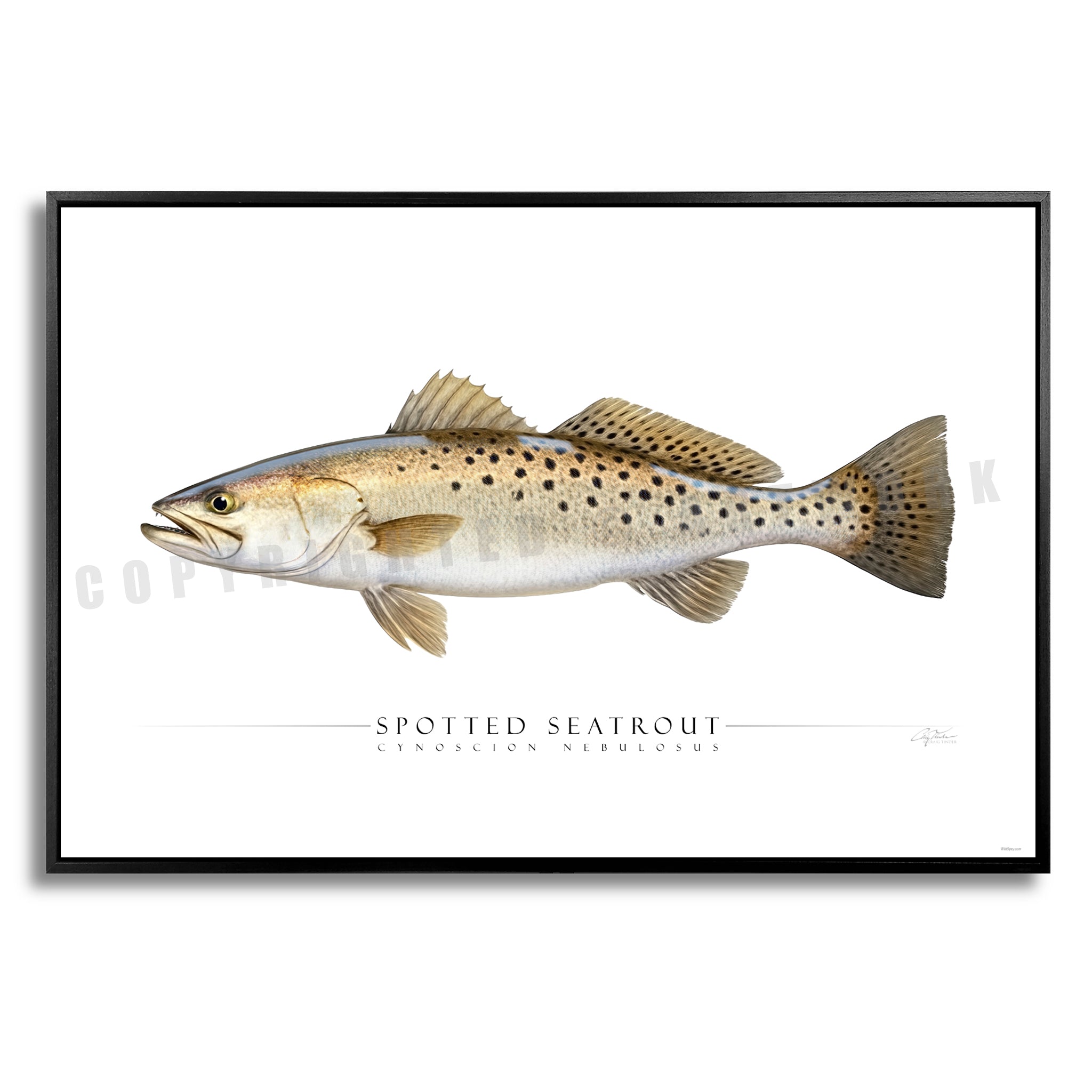 Spotted Seatrout - Side View