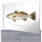 Spotted Seatrout - Side View