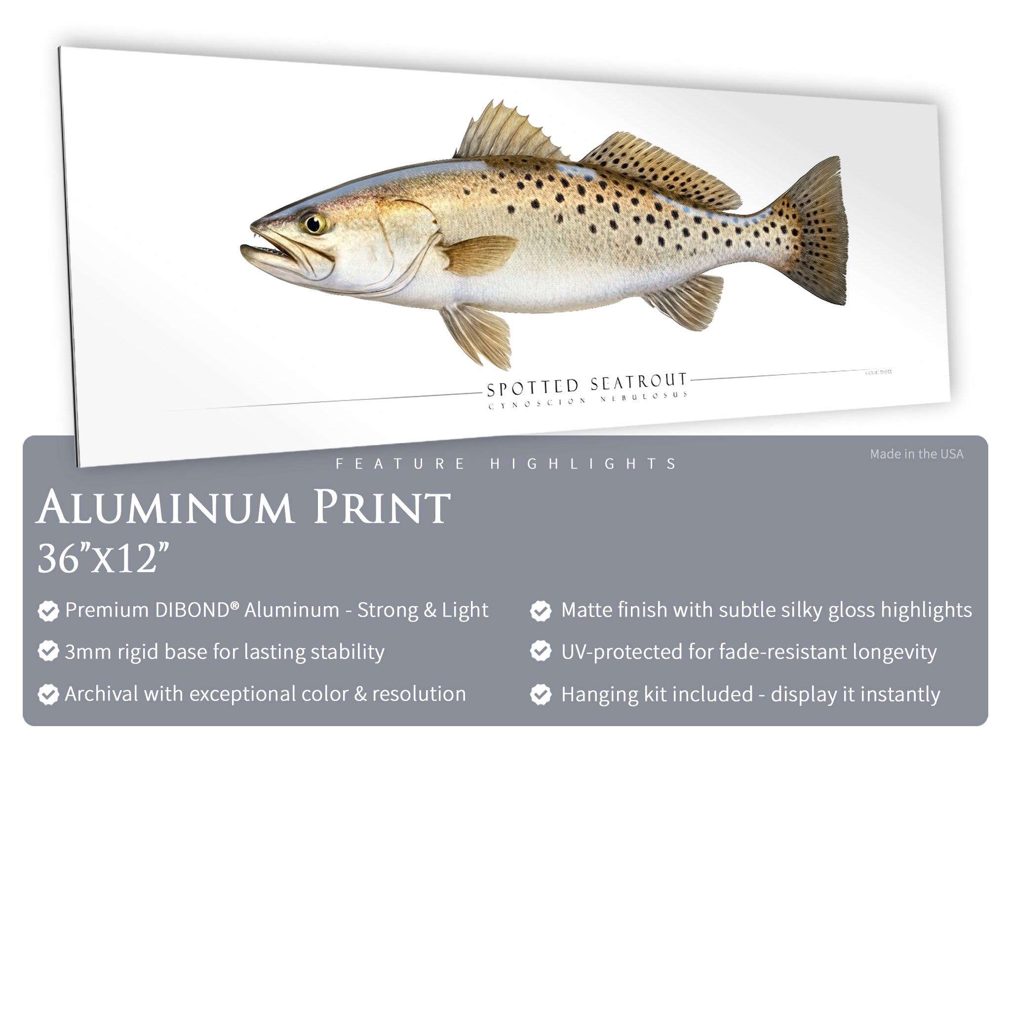 Spotted Seatrout - Side View