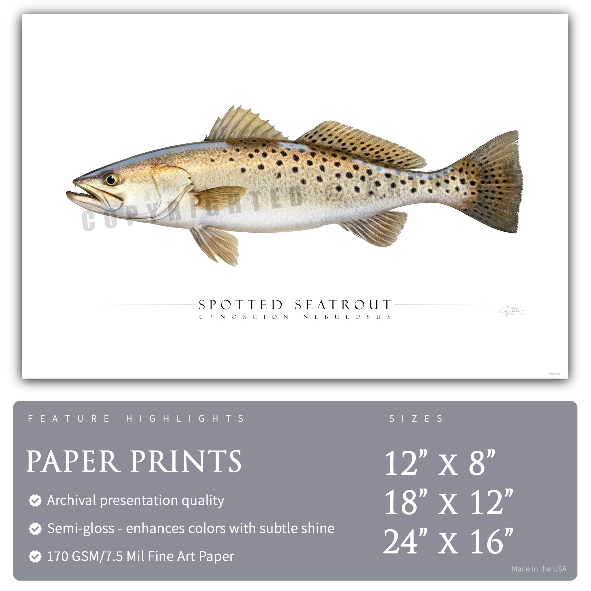 Spotted Seatrout - Side View